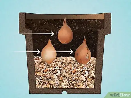 Immagine titolata Grow Tulips in Pots Step 5