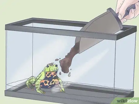 Immagine titolata Keep a Wild Caught Toad As a Pet Step 10