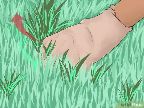 Immagine titolata Sow Grass Seed Step 14