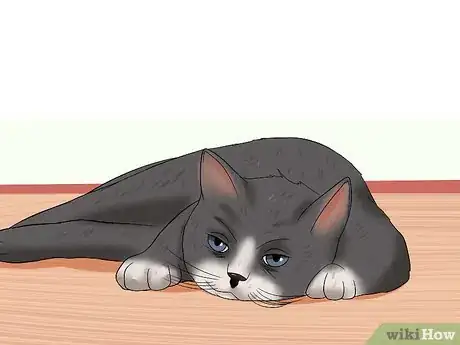 Immagine titolata Know if a Cat Is Stressed Step 6