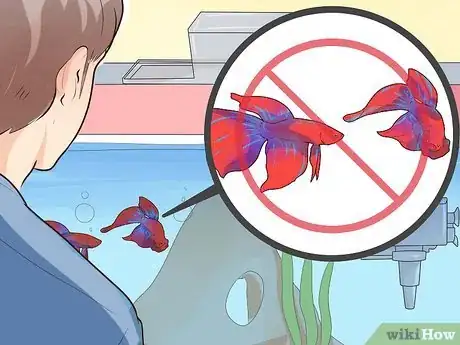 Immagine titolata Make Your Fish Live Longer Step 11