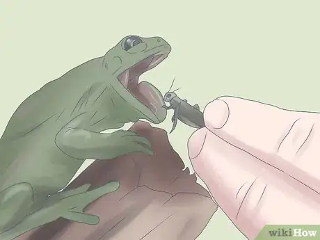 Immagine titolata Keep a Wild Caught Toad As a Pet Step 18