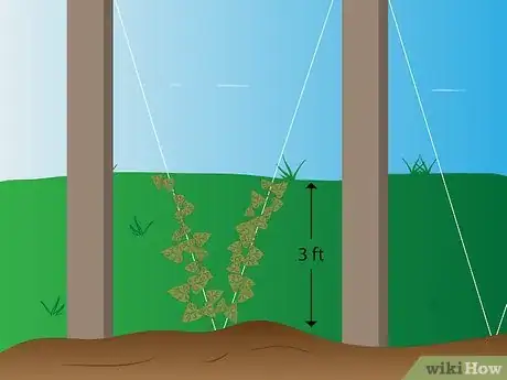 Immagine titolata Grow Hops for Brewing Beer Step 13