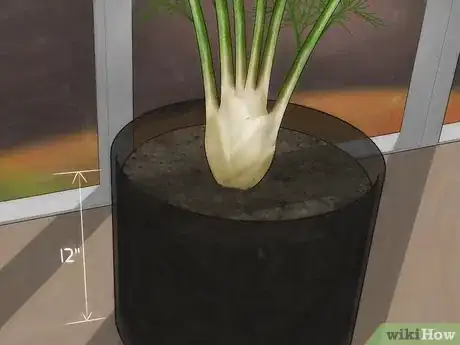 Immagine titolata Grow Fennel Step 3