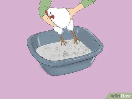 Immagine titolata Get Rid of Chicken Mites Step 3