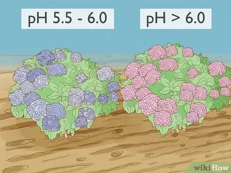 Immagine titolata Keep Hydrangeas Alive Step 10