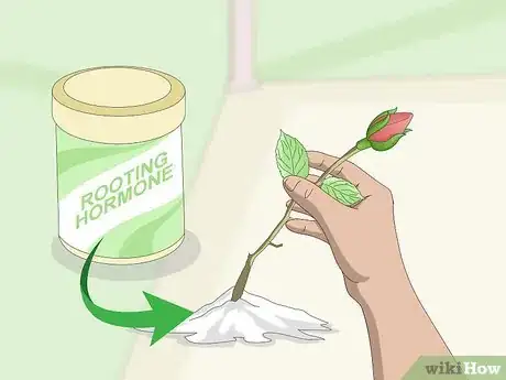 Immagine titolata Take Rose Cuttings Step 4