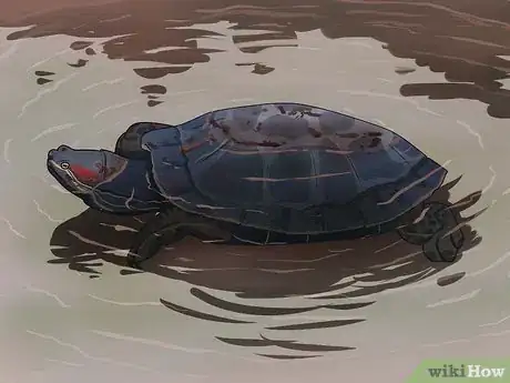 Immagine titolata Tell the Difference Between a Tortoise, Terrapin and Turtle Step 8
