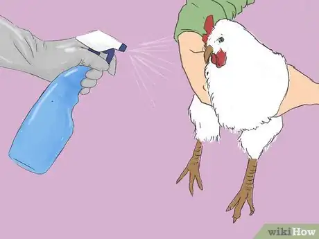 Immagine titolata Get Rid of Chicken Mites Step 8