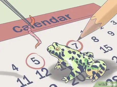 Immagine titolata Keep a Wild Caught Toad As a Pet Step 19
