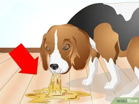 Immagine titolata Determine if Your Dog Has Food Allergies Step 3