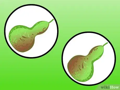 Immagine titolata Dry Gourds Step 12