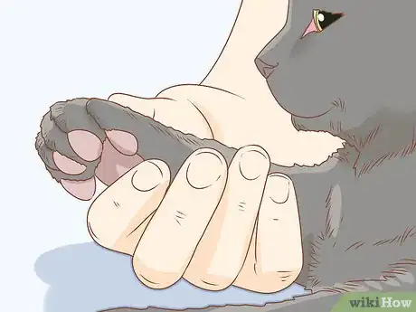 Immagine titolata Trim Your Cat's Nails Step 3