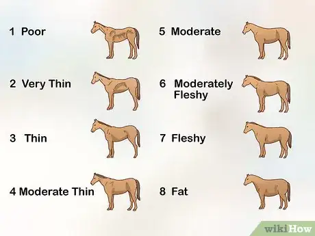 Immagine titolata Fatten up a Horse Step 6