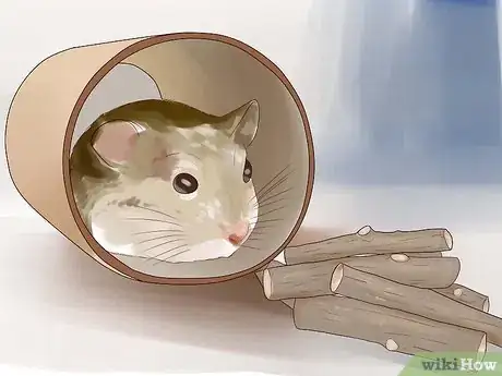 Immagine titolata Keep a Happy Hamster Step 2