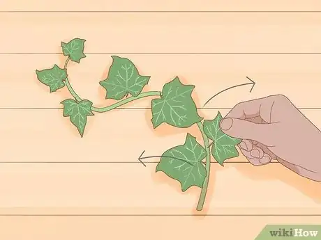Immagine titolata Plant English Ivy Step 6