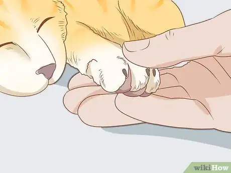 Immagine titolata Trim Your Cat's Nails Step 1