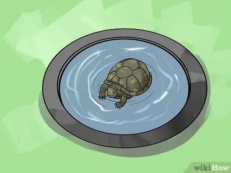 Immagine titolata Care for Your Box Turtle Step 9
