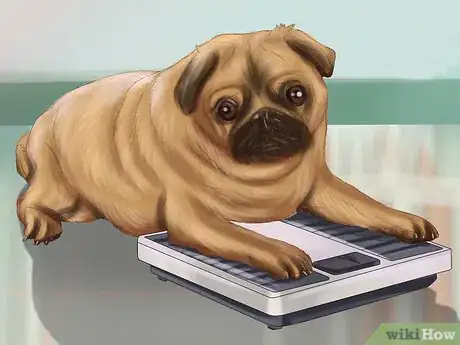 Immagine titolata Live with a Pug Dog Step 17