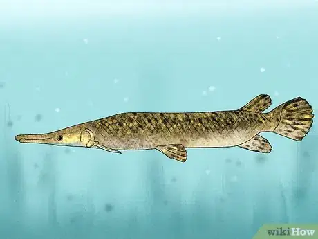 Immagine titolata Fish for Alligator Gar Step 3