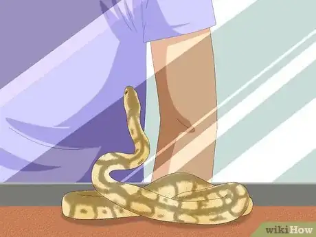 Immagine titolata Hold a Snake Step 3