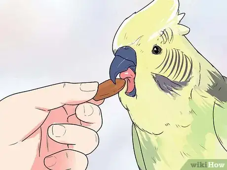 Immagine titolata Train Parrots to Make Less Noise Step 2