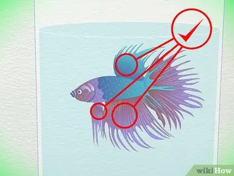 Immagine titolata Tell How Old a Betta Fish Is Step 2