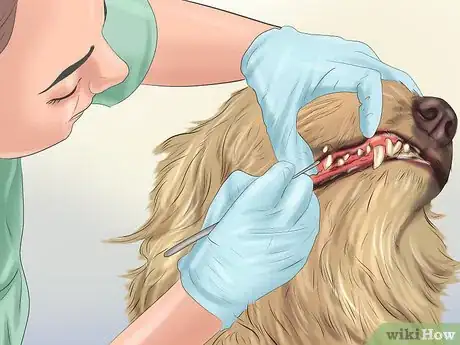 Immagine titolata Groom a Dog Step 10
