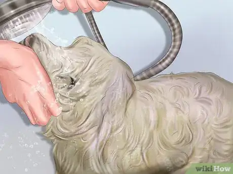 Immagine titolata Groom a Dog Step 18