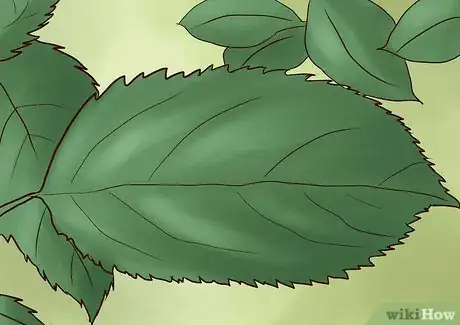 Immagine titolata Feed Worm Farm Worms Step 1Bullet9