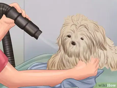 Immagine titolata Groom a Dog Step 20