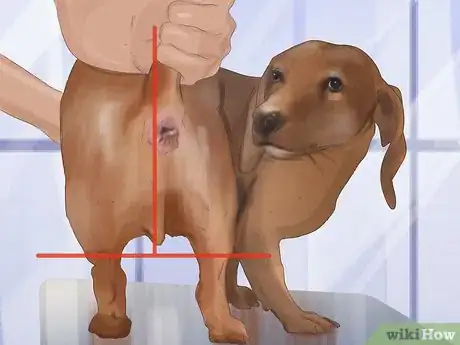 Immagine titolata Express a Dog's Anal Gland Step 8