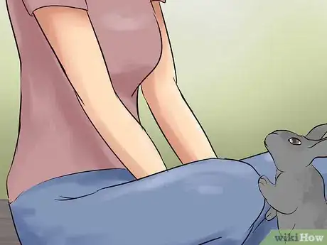 Immagine titolata Catch a Pet Rabbit Step 25