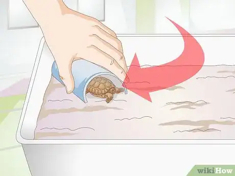 Immagine titolata Take Care of a Baby Tortoise Step 5