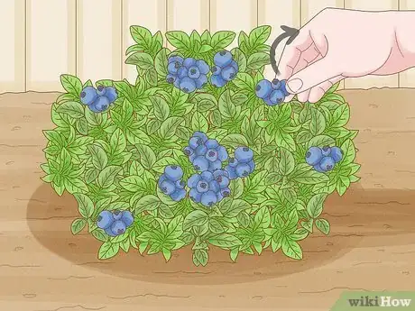Immagine titolata Grow Blueberries Step 17