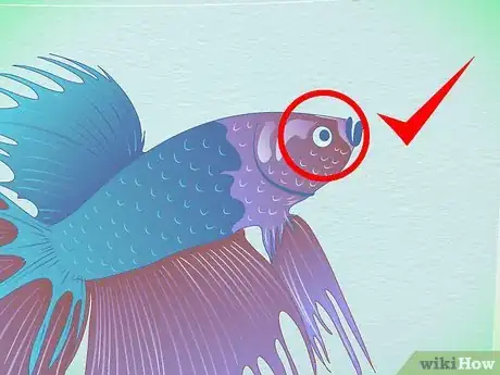 Immagine titolata Tell How Old a Betta Fish Is Step 3