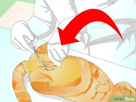 Immagine titolata Prevent a Cat from Spraying Step 1
