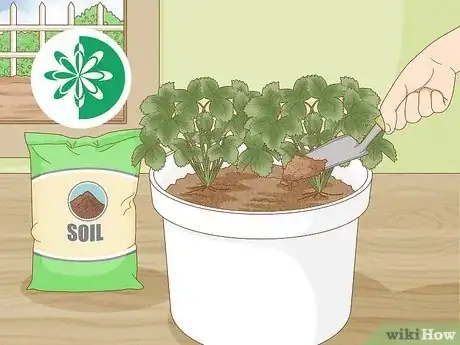 Immagine titolata Grow Strawberries in a Pot Step 15