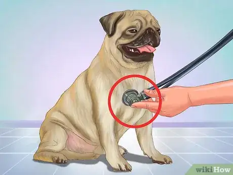 Immagine titolata Live with a Pug Dog Step 10