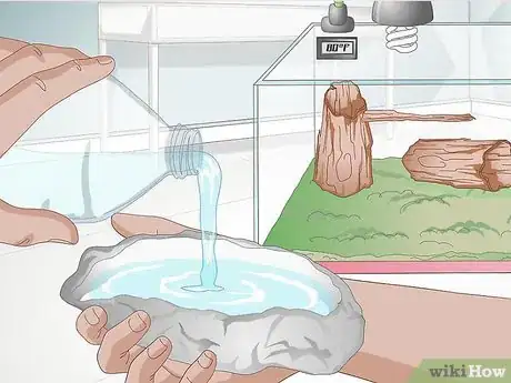 Immagine titolata Care for Salamanders Step 5