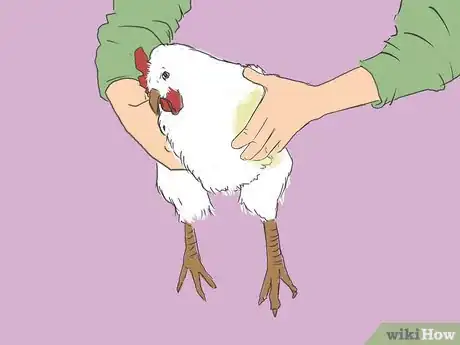 Immagine titolata Get Rid of Chicken Mites Step 21