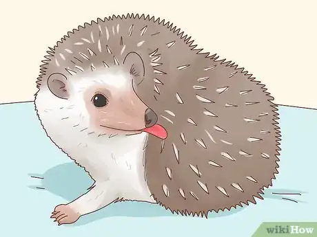 Immagine titolata Take Care of a Hedgehog Step 5