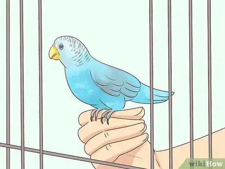 Immagine titolata Keep a Parakeet Safe Out of Its Cage Step 10