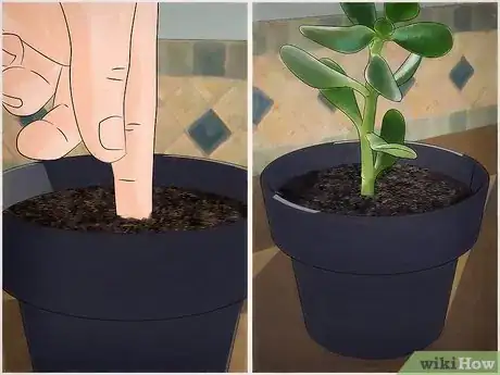 Immagine titolata Grow a Jade Plant Step 5