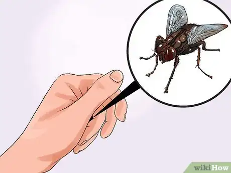 Immagine titolata Catch a Fly With Your Hands Step 17