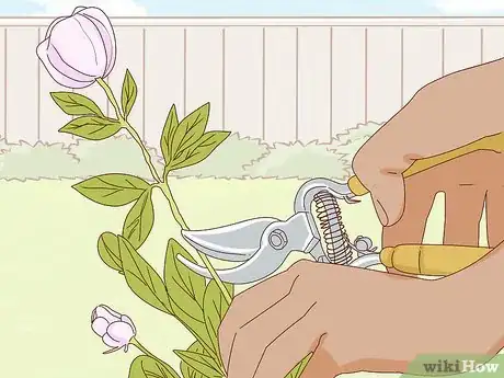 Immagine titolata Get Peonies to Bloom Step 9