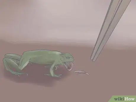 Immagine titolata Keep a Wild Caught Toad As a Pet Step 16