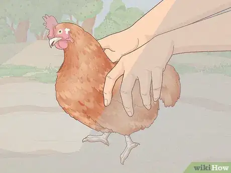 Immagine titolata Catch a Chicken Step 3