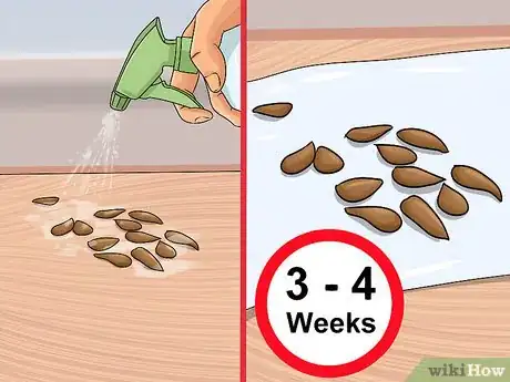 Immagine titolata Plant Apple Seeds Step 2