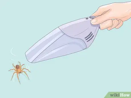 Immagine titolata Get Spiders Out of Your House Without Killing Them Step 10